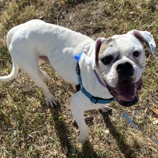 MOTO MOTO, Adoptable, Adult Male American Bulldog.
