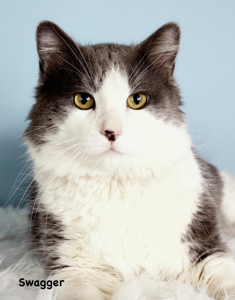 Swagger, Adoptable, Adult Male Domestic Short Hair.