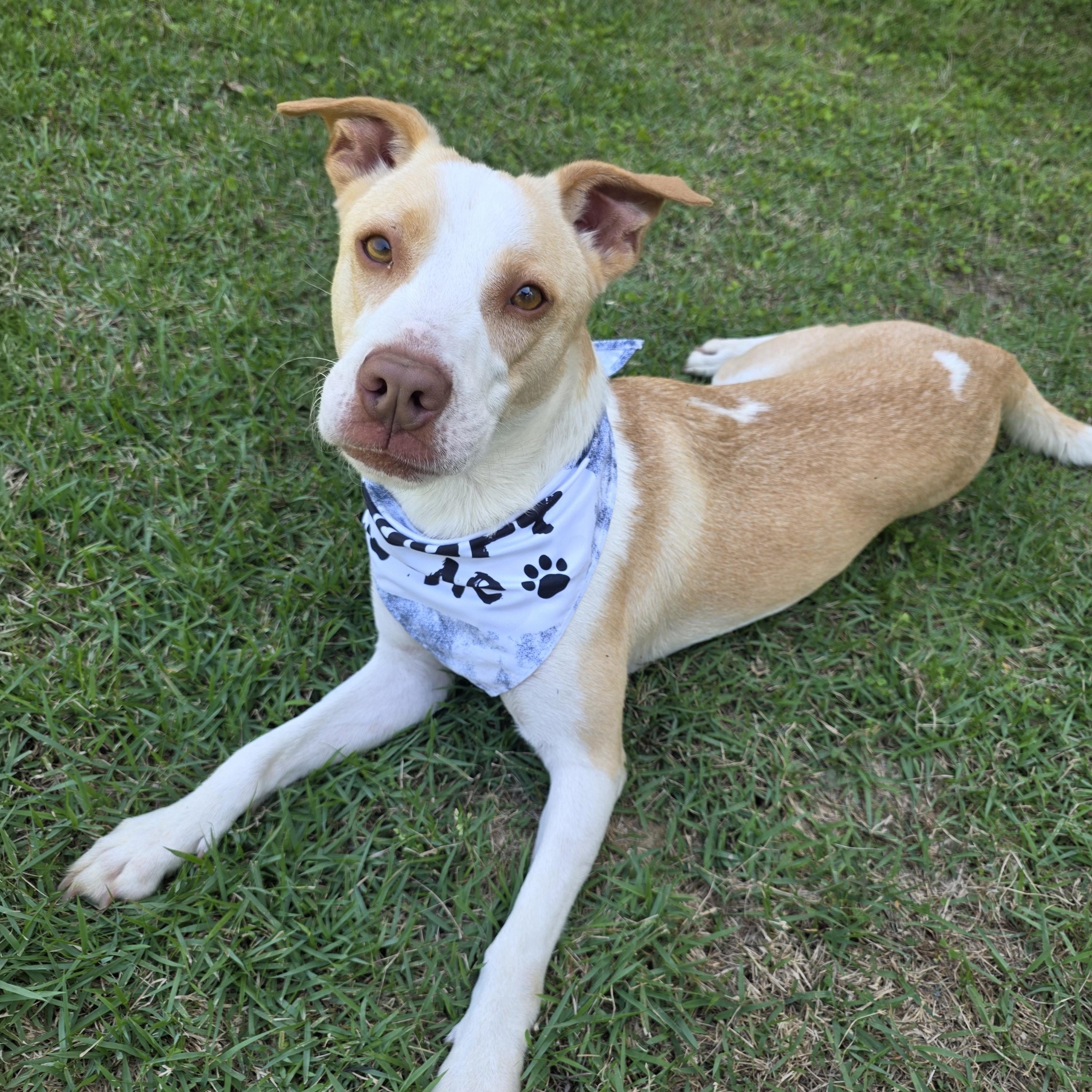 Enlarge Sunny, a Adoptable mixed breed in Monticello, FL image 3/3