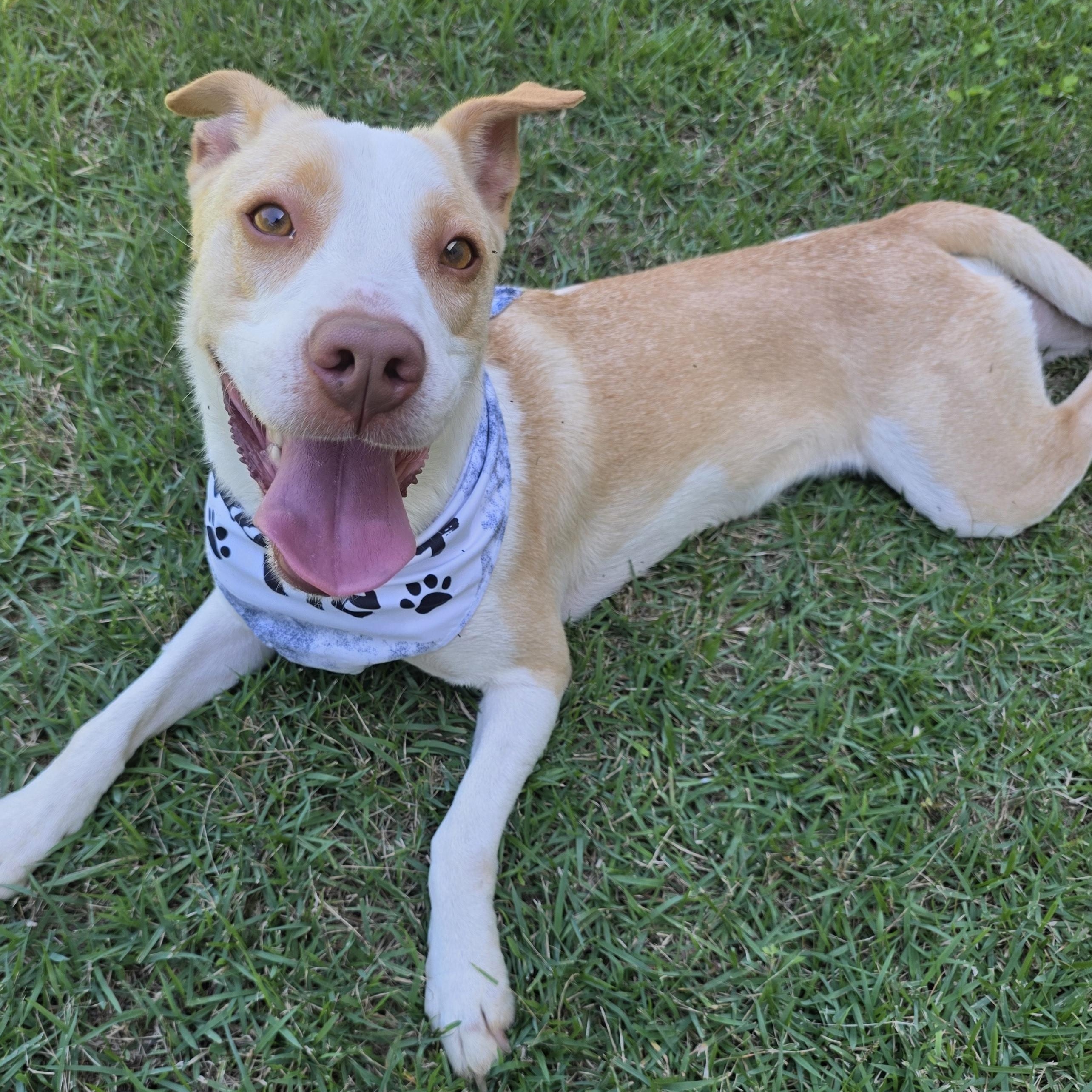 Sunny, Adoptable, Adult Male Mixed Breed.