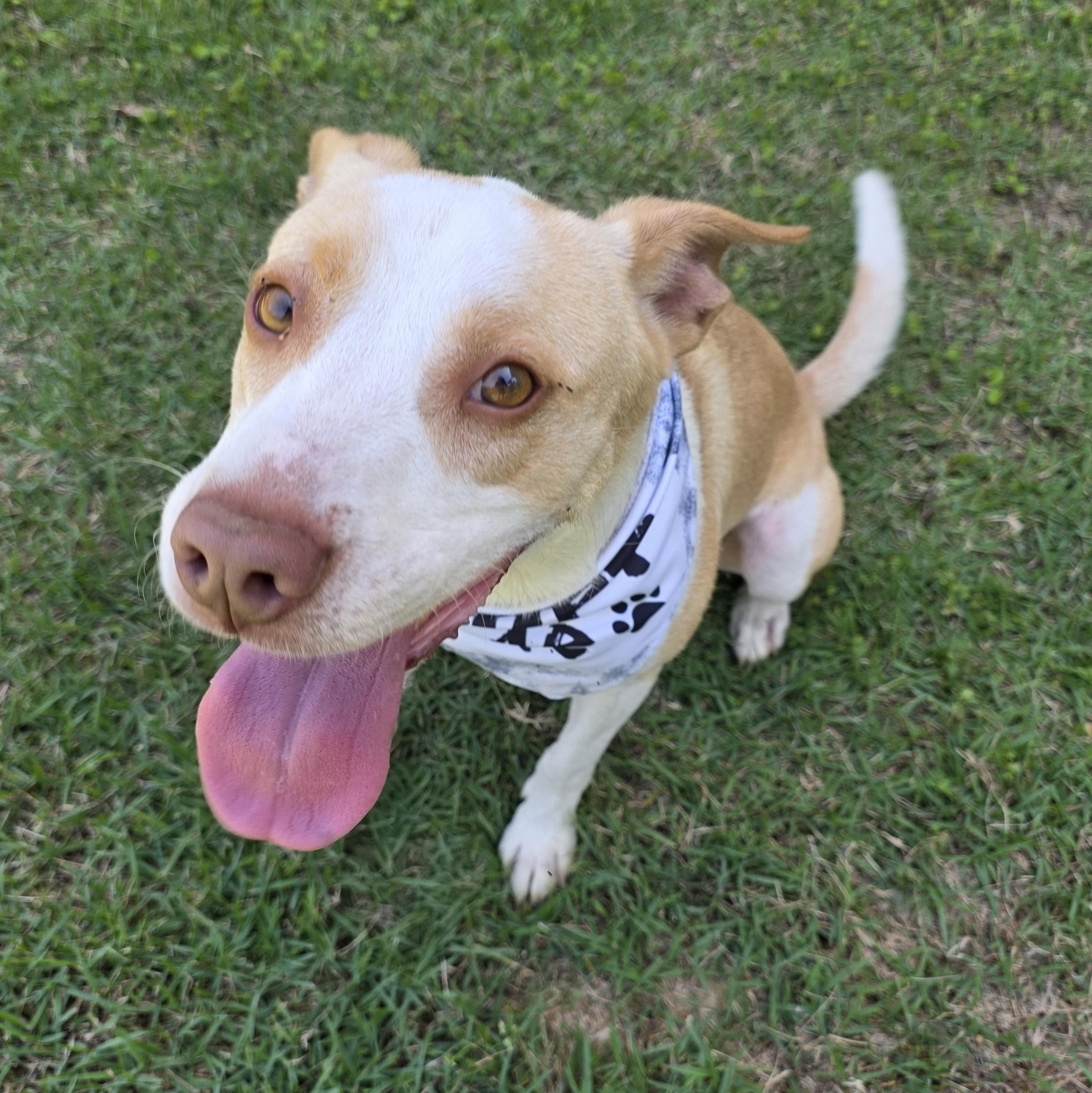 Enlarge Sunny, a Adoptable mixed breed in Monticello, FL image 2/3