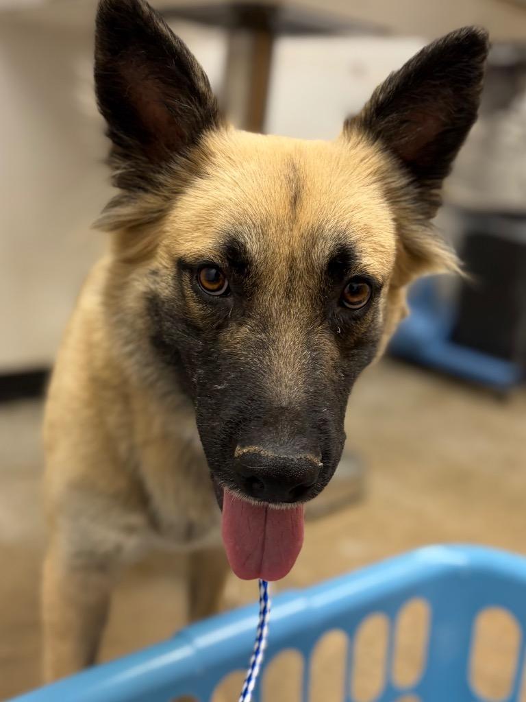 Honey, Adoptable, Adult Female Shepherd & Mixed Breed.