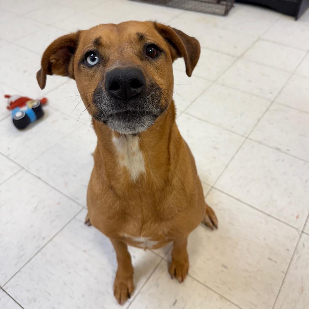 Cristina, a Adoptable mixed breed in Jacksonville, AR image 1/6