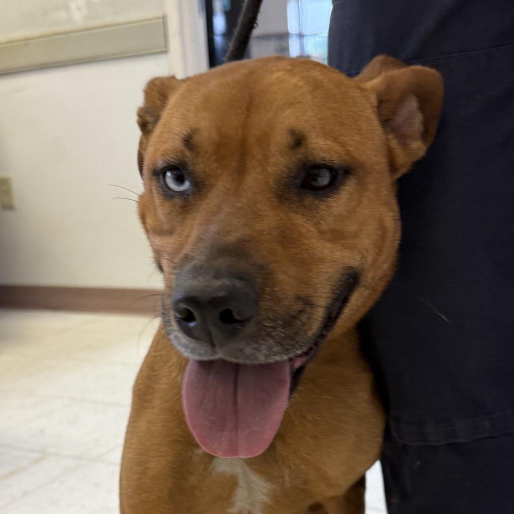 Cristina, Adoptable, Adult Female Black Mouth Cur.