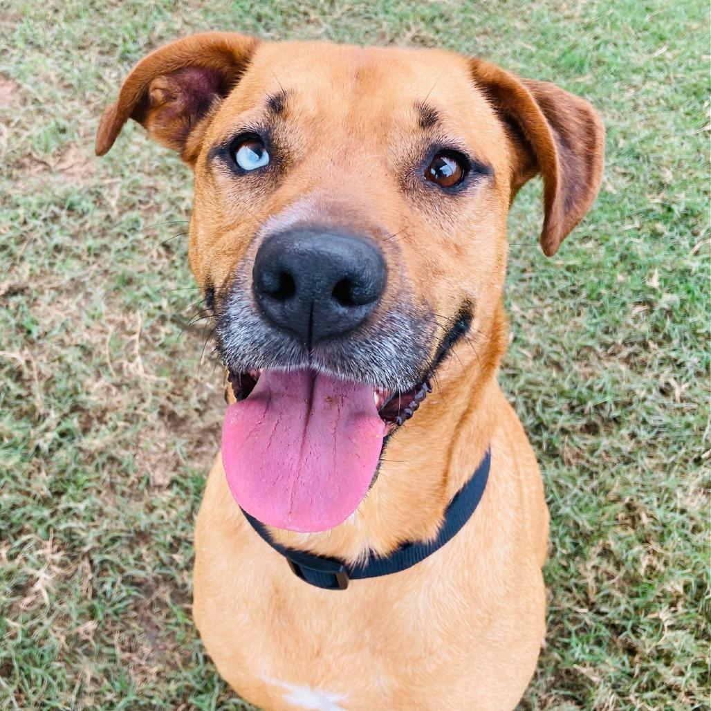 Cristina, a Adoptable mixed breed in Jacksonville, AR image 3/6