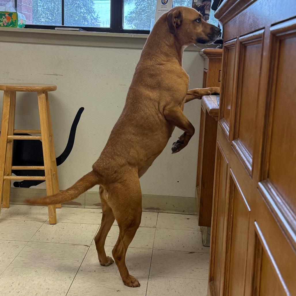 Cristina, a Adoptable mixed breed in Jacksonville, AR image 4/6