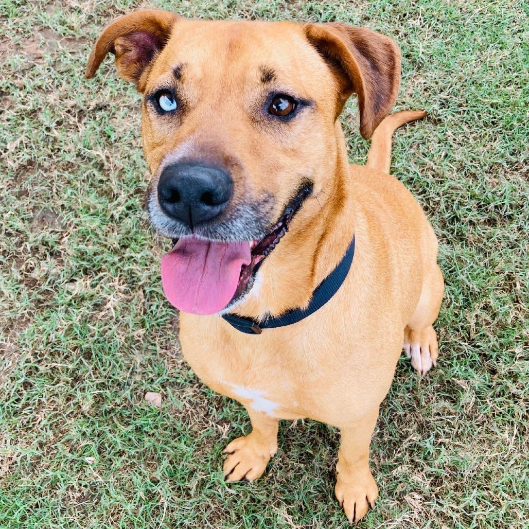 Cristina, a Adoptable mixed breed in Jacksonville, AR image 5/6