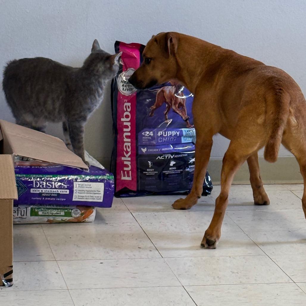 Cristina, a Adoptable mixed breed in Jacksonville, AR image 6/6