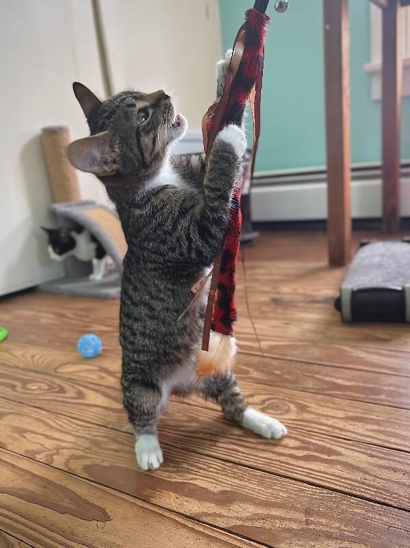 Enlarge Dakota, a Adoptable Domestic Short Hair in Warren, PA image 1/1