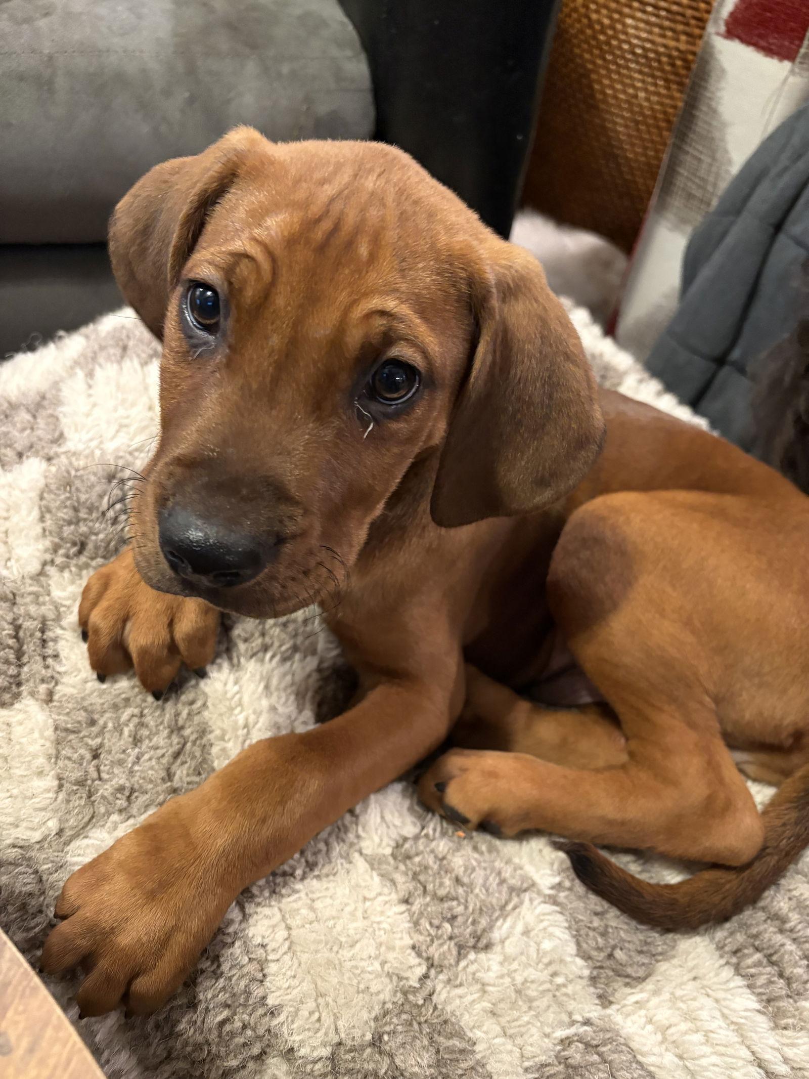 Doc, Adoptable, Puppy Male Mixed Breed.