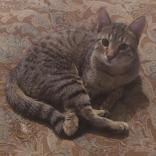 Enlarge Porterhouse, a Adoptable Domestic Short Hair in Matteson, IL image 1/1