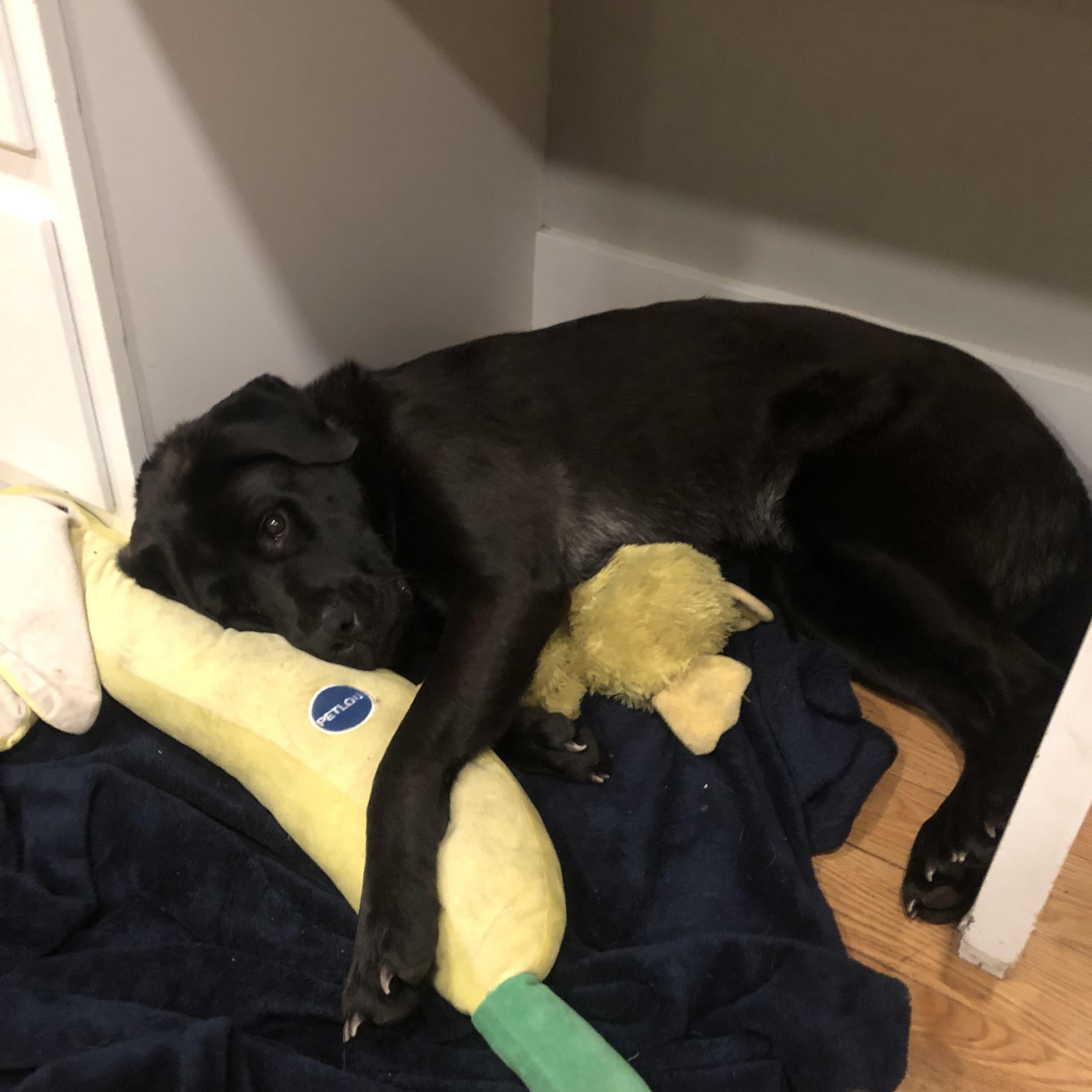 Lucy, a Adoptable mixed breed in Blairstown, NJ image 2/5