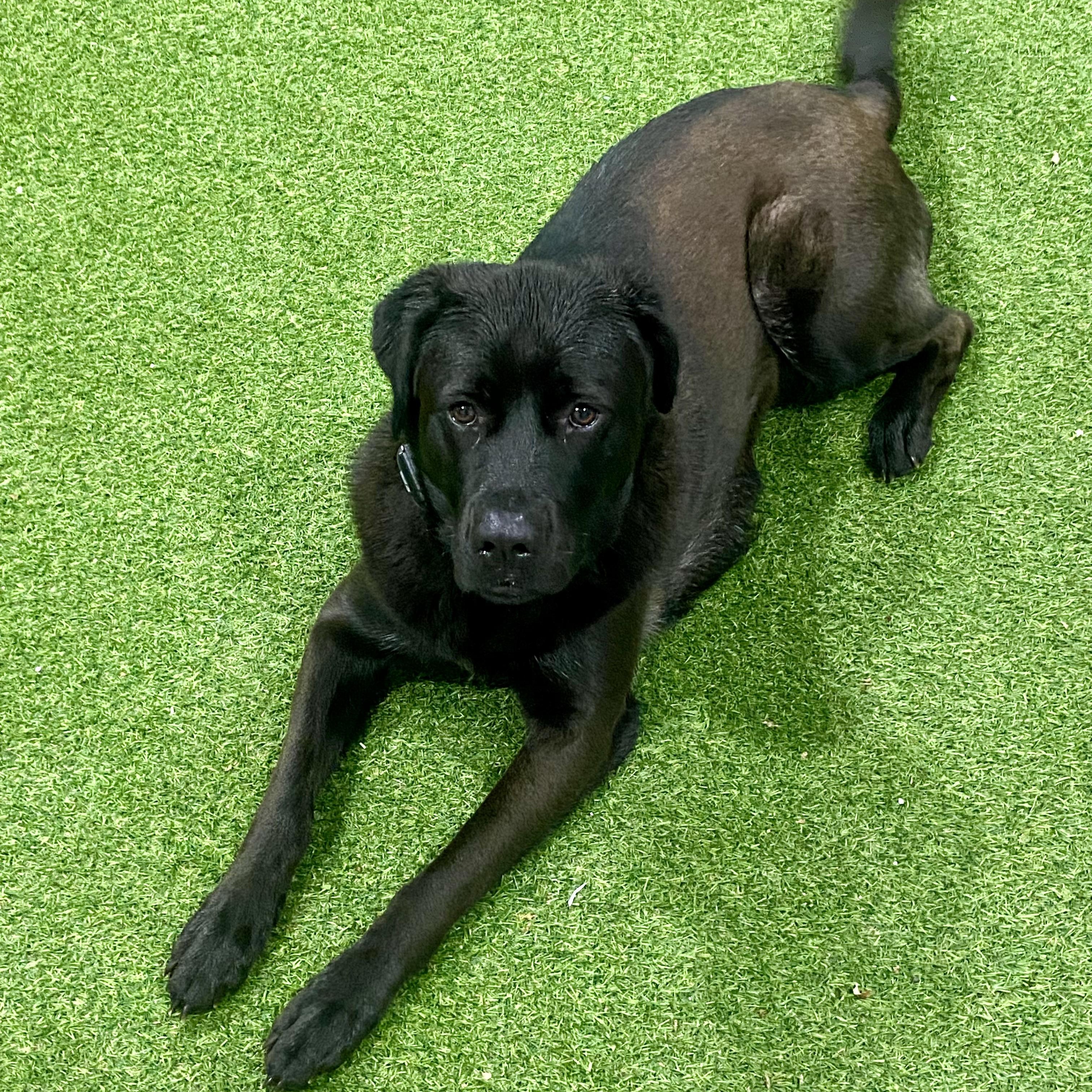 Lucy, Adoptable, Young Female Great Pyrenees & Labrador Retriever.