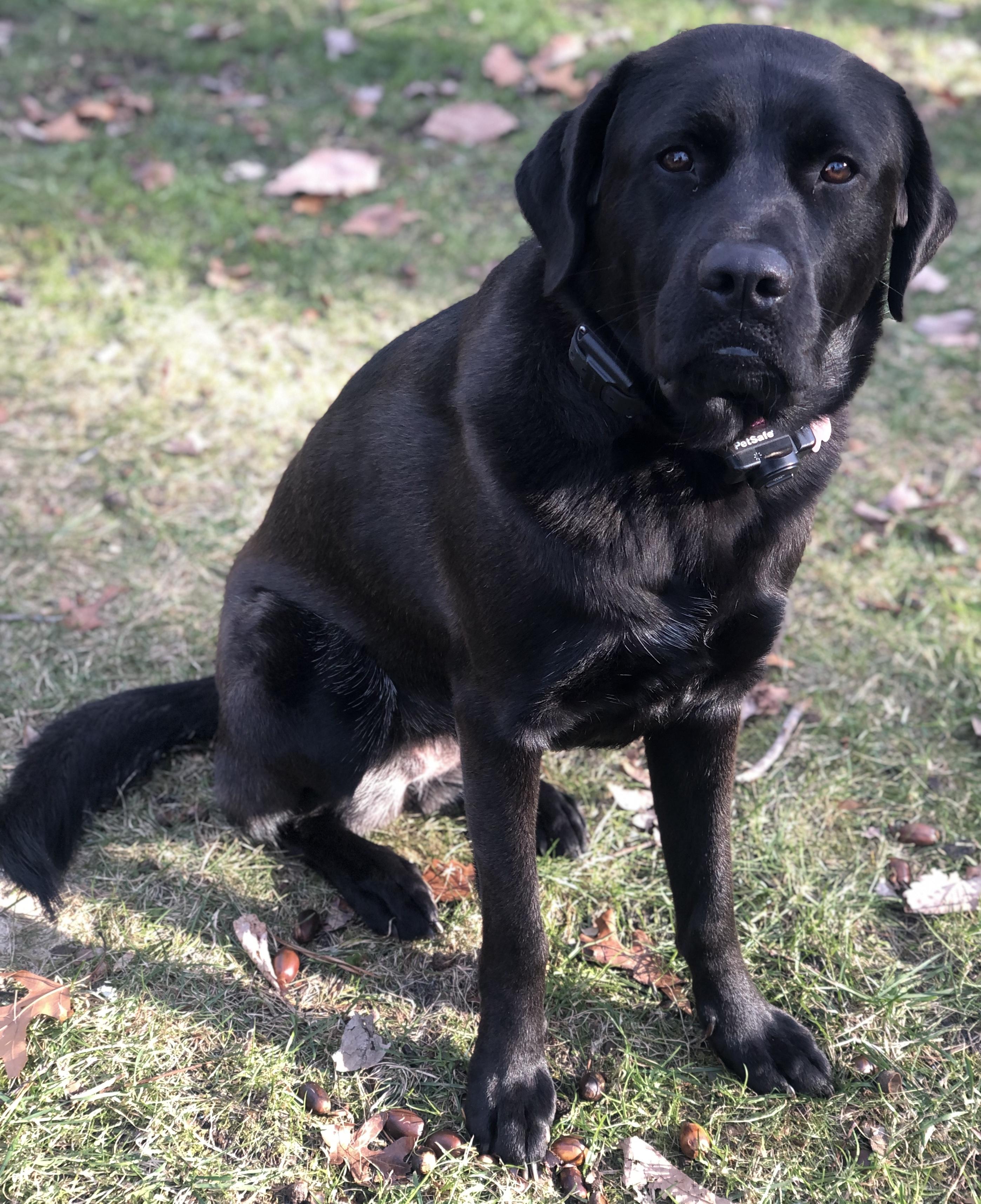 Lucy, a Adoptable mixed breed in Blairstown, NJ image 3/5