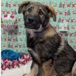 Enlarge Kodiak , an adoptable mixed breed in Edgewood, NM image 1/1