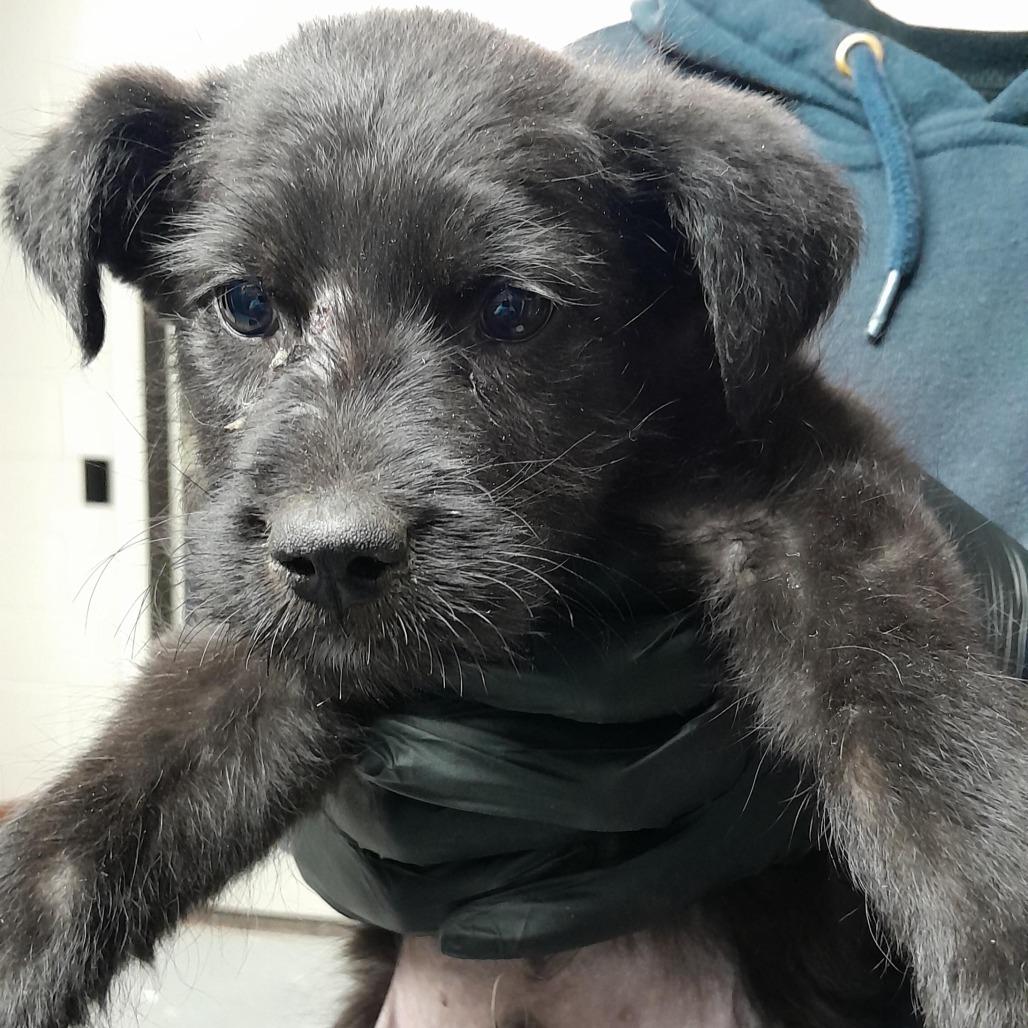 (CCSO)Charlie, Adoptable, Puppy Male Mixed Breed.