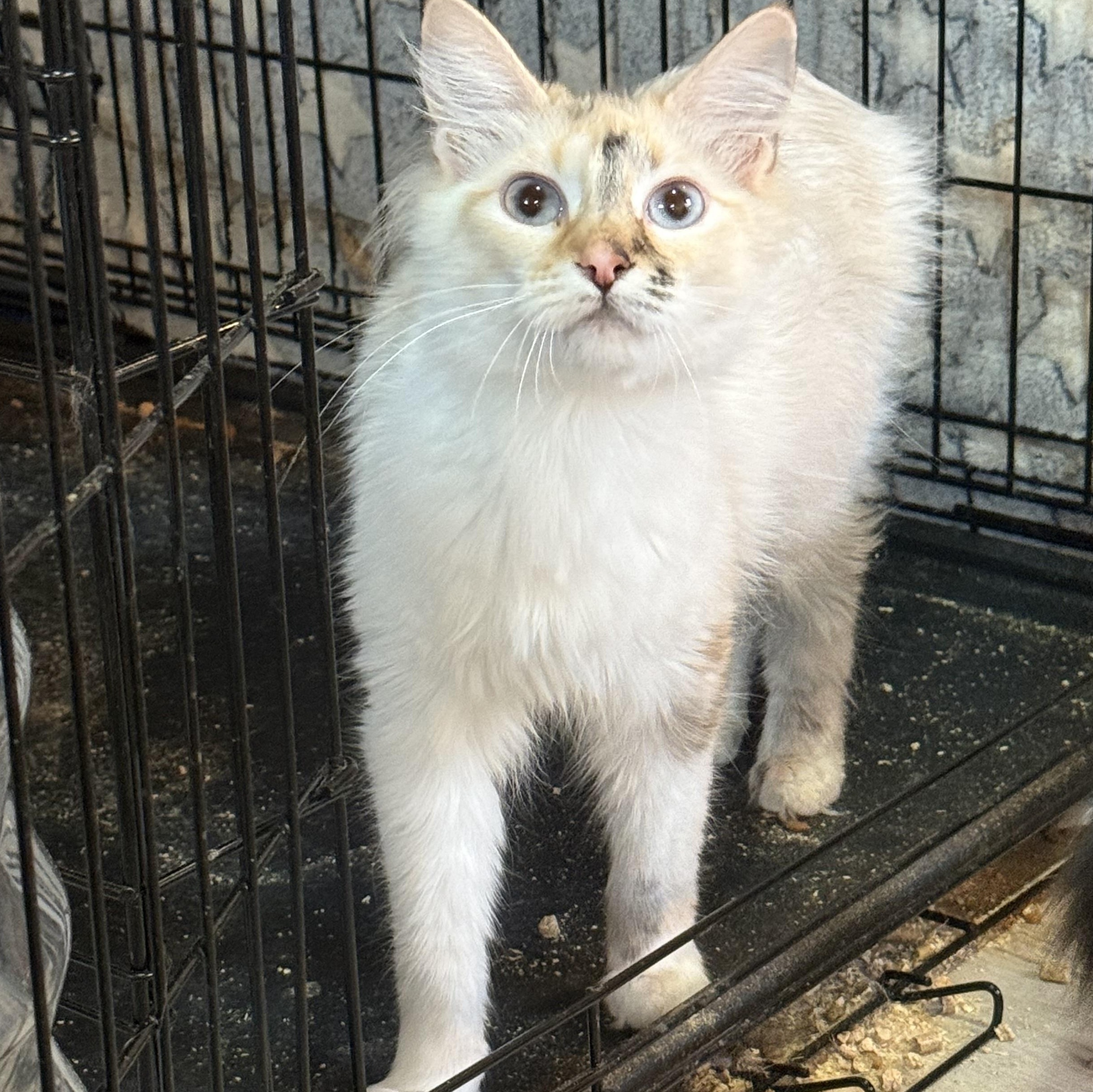 Ragdoll, Adoptable, Adult Female Domestic Medium Hair.