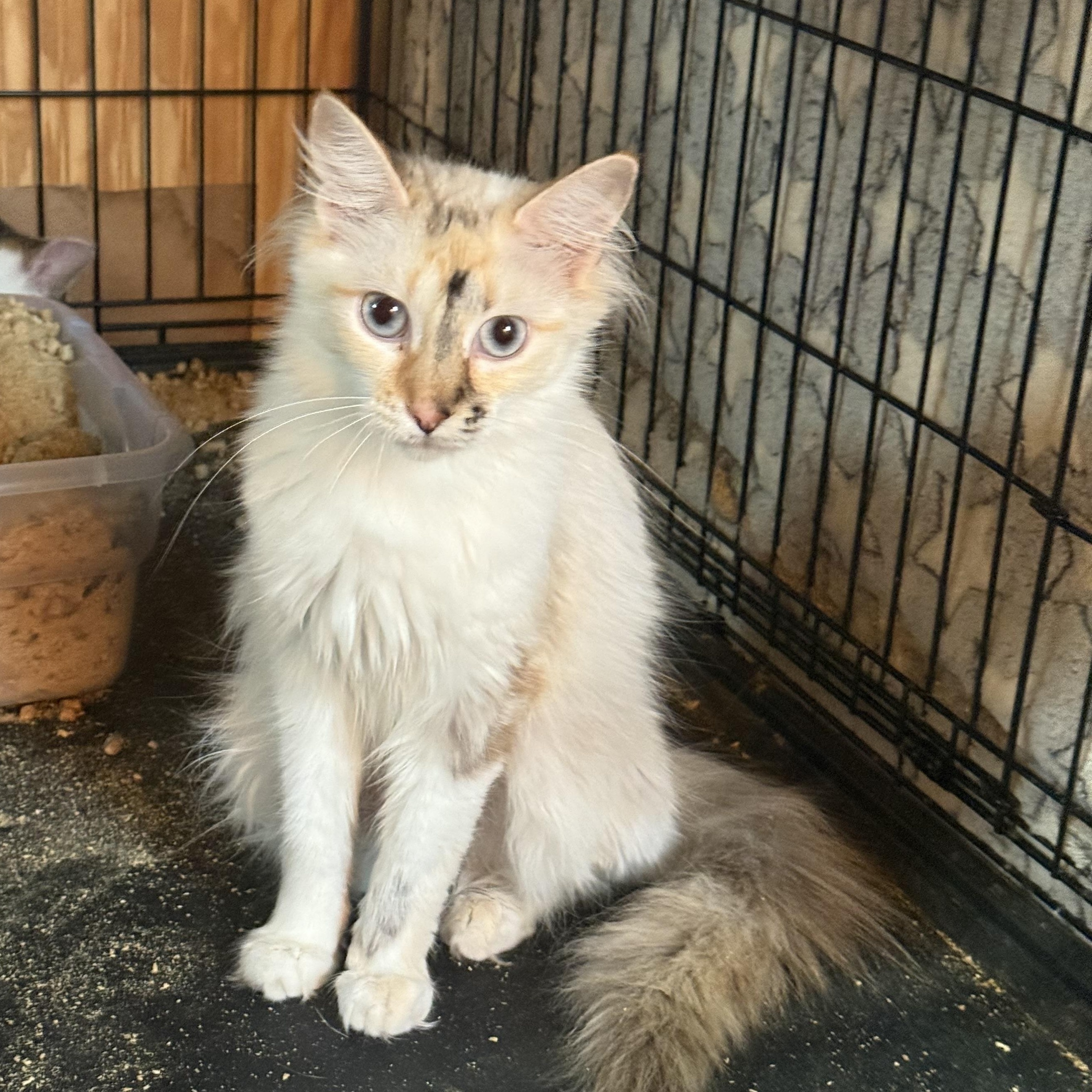 Ragdoll, a Adoptable Domestic Medium Hair in Anna, TX image 3/3
