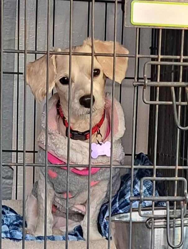 Luzia, a Adoptable mixed breed in East Derry, NH image 1/3