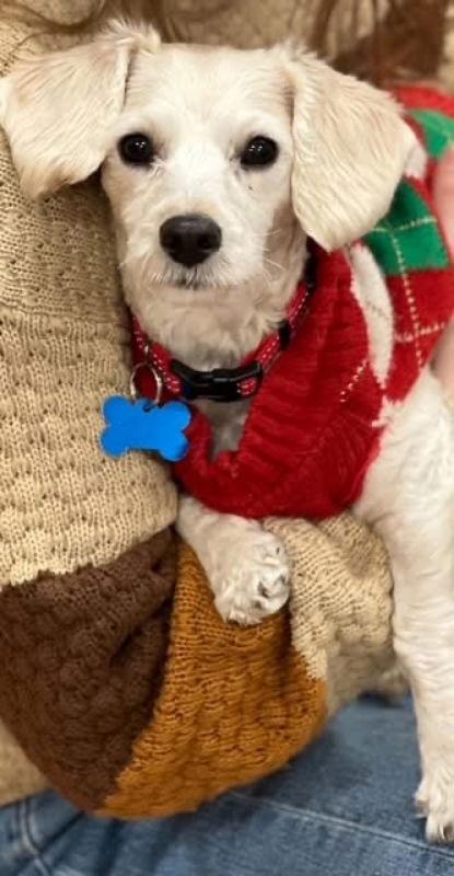 Luzia, a Adoptable mixed breed in East Derry, NH image 2/3