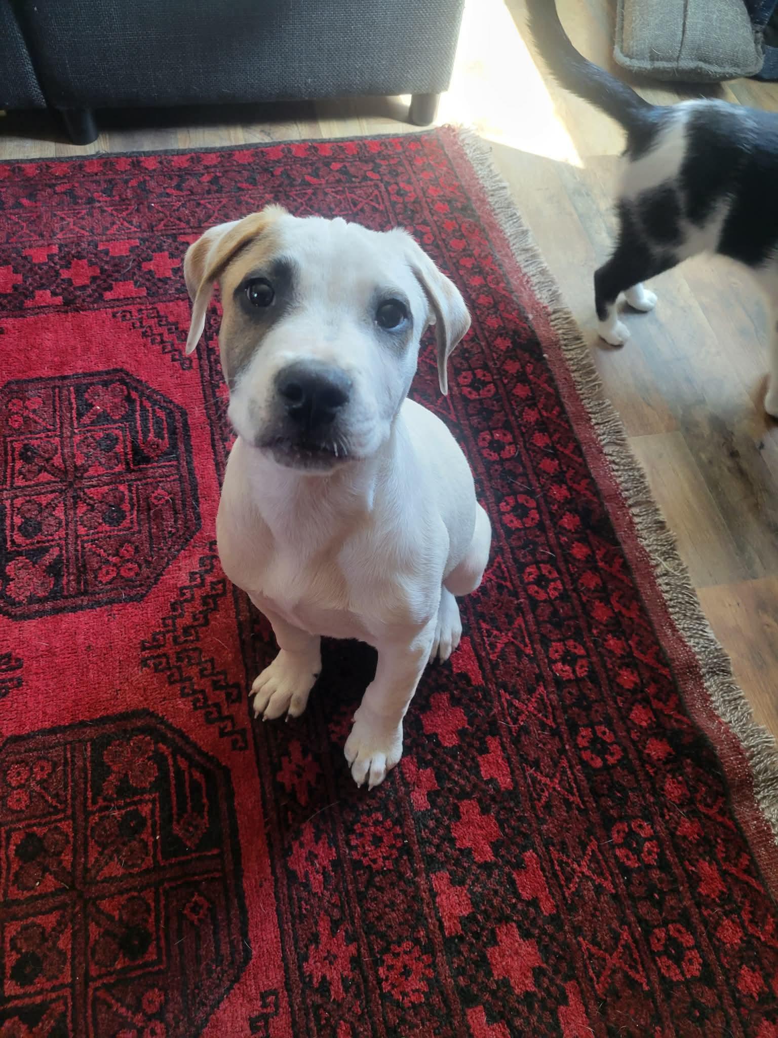 Enlarge Wishbone, a Adoptable mixed breed in Cleveland , OH image 4/6