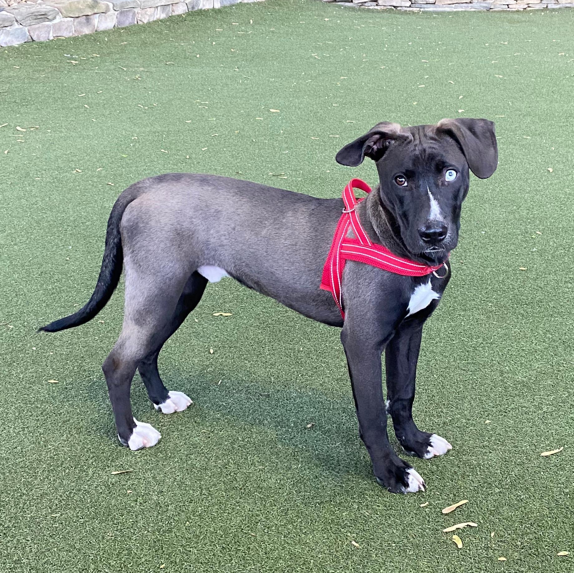 Bowie, a ADOPTABLE mixed breed in New York, NY image 1/6