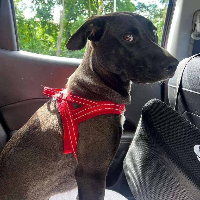 Bowie, a ADOPTABLE mixed breed in New York, NY image 3/6