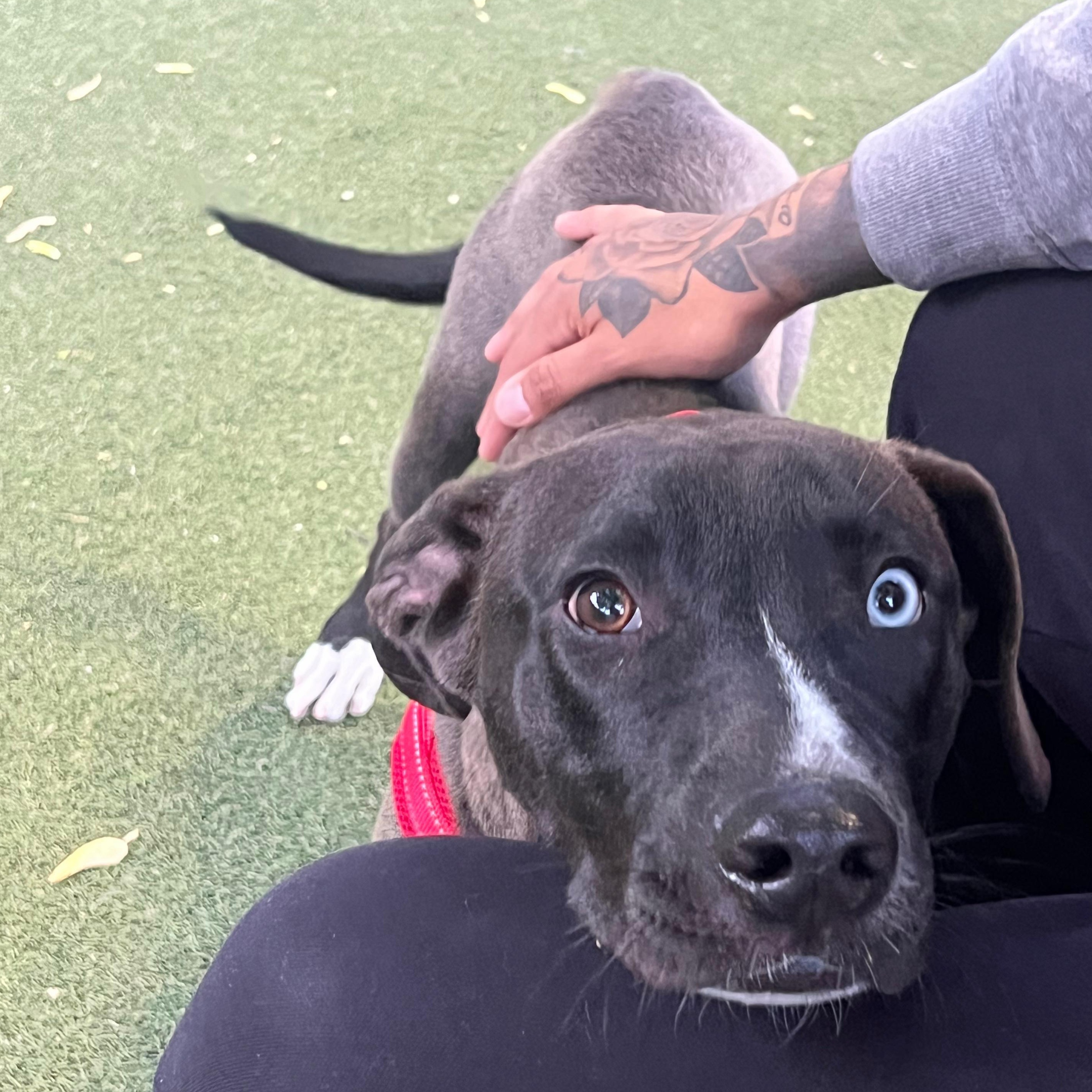 Bowie, a ADOPTABLE mixed breed in New York, NY image 4/6