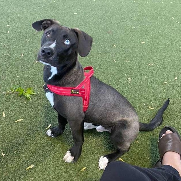 Bowie, a ADOPTABLE mixed breed in New York, NY image 5/6