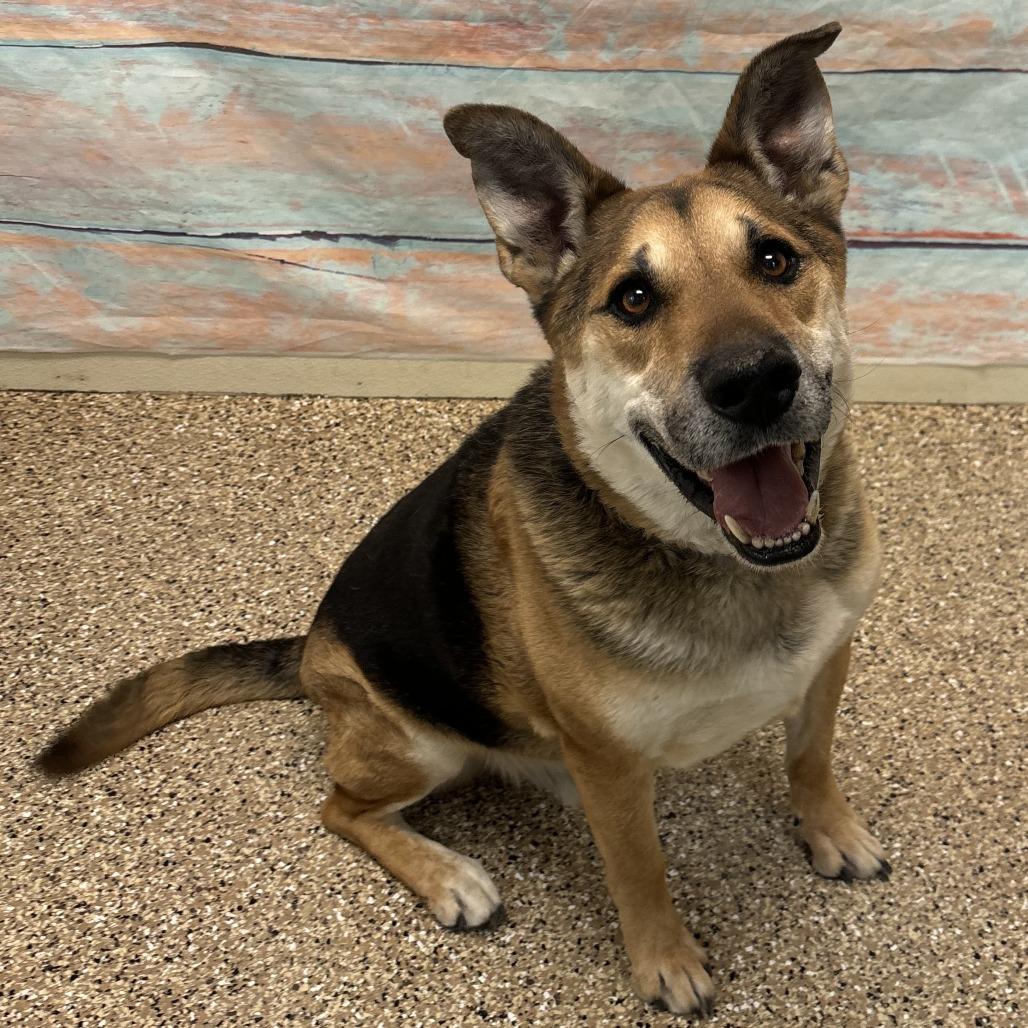 Hero, Adoptable, Senior Male German Shepherd Dog.