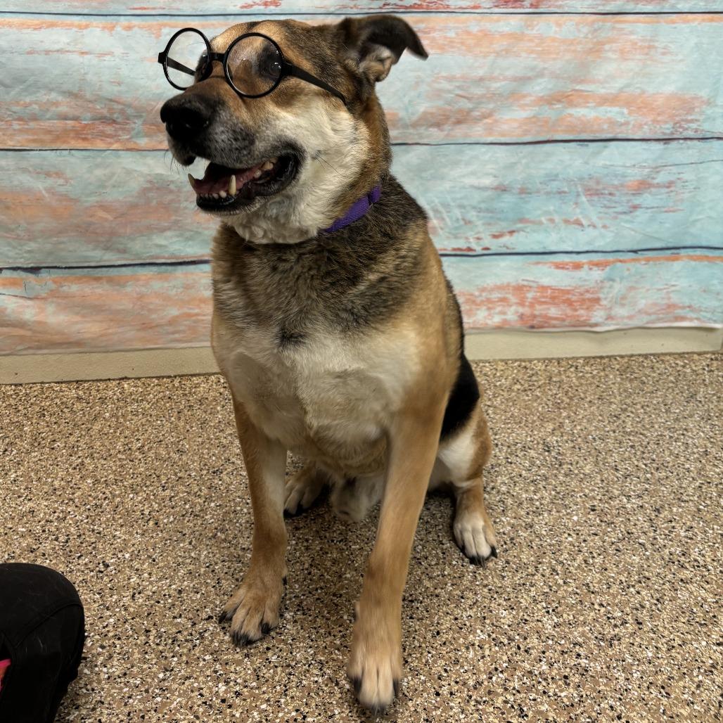 Hero, a Adoptable mixed breed in Cheyenne, WY image 2/6
