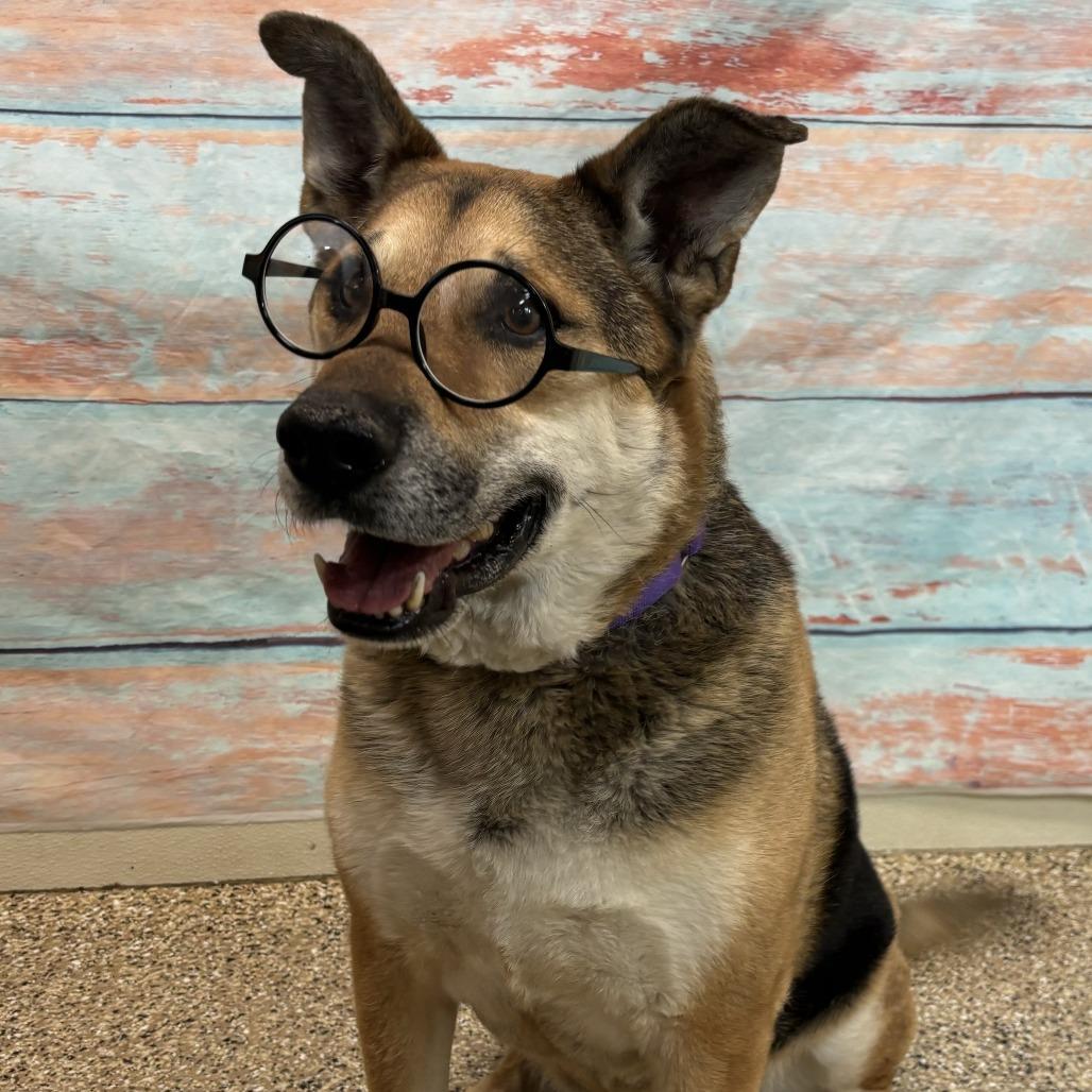 Hero, a Adoptable mixed breed in Cheyenne, WY image 3/6