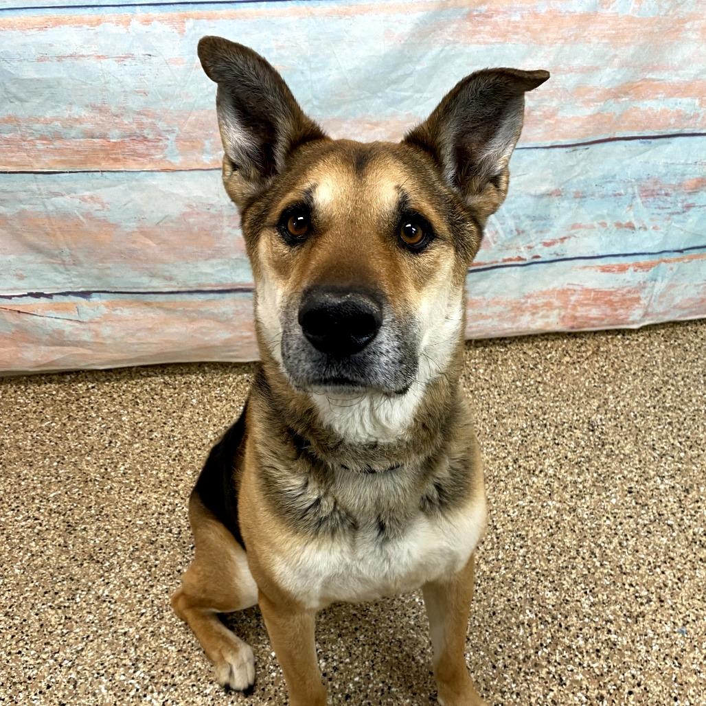 Hero, a Adoptable mixed breed in Cheyenne, WY image 4/6