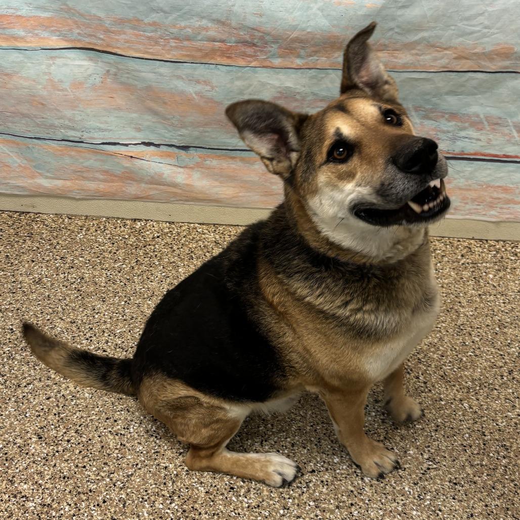 Hero, a Adoptable mixed breed in Cheyenne, WY image 5/6