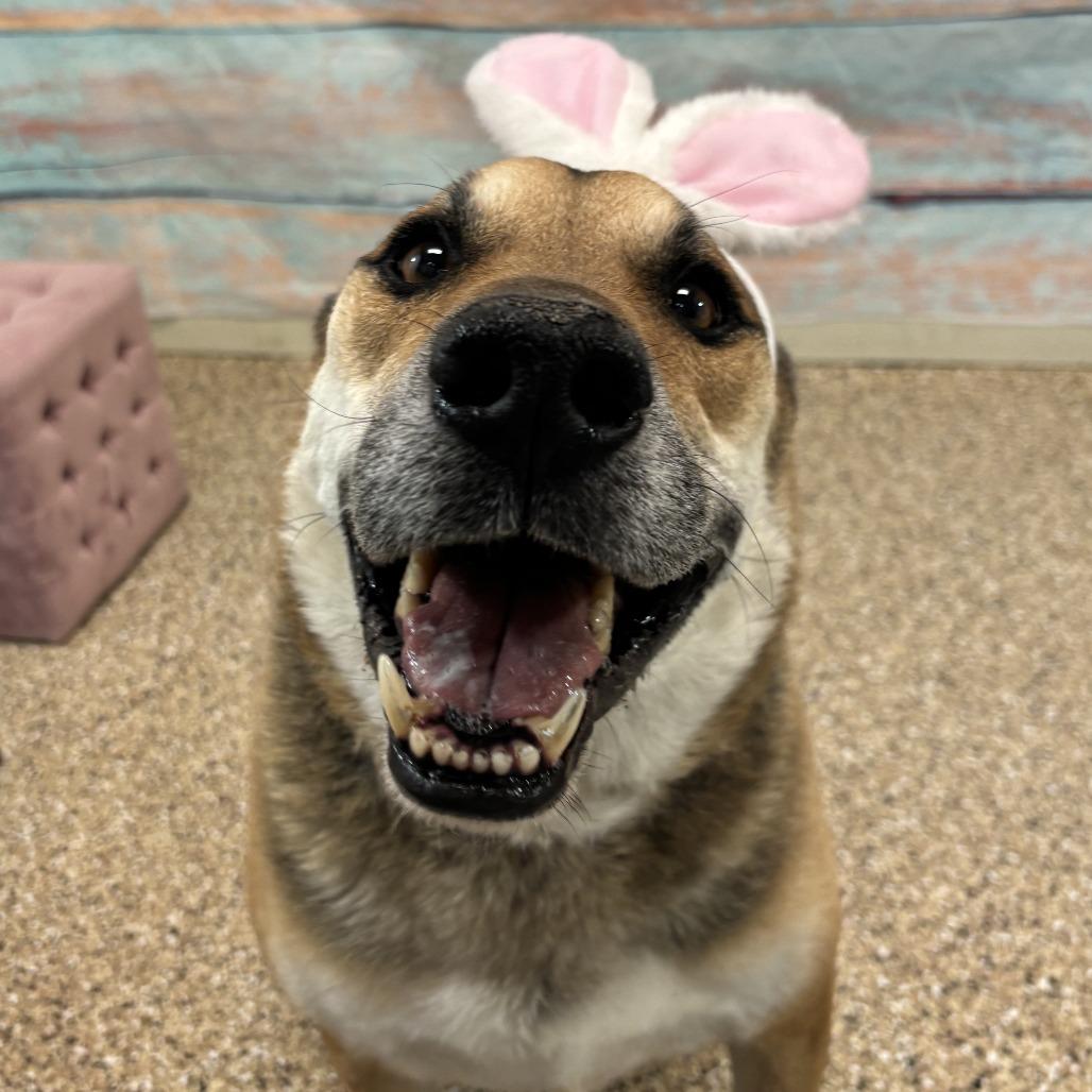 Hero, a Adoptable mixed breed in Cheyenne, WY image 6/6