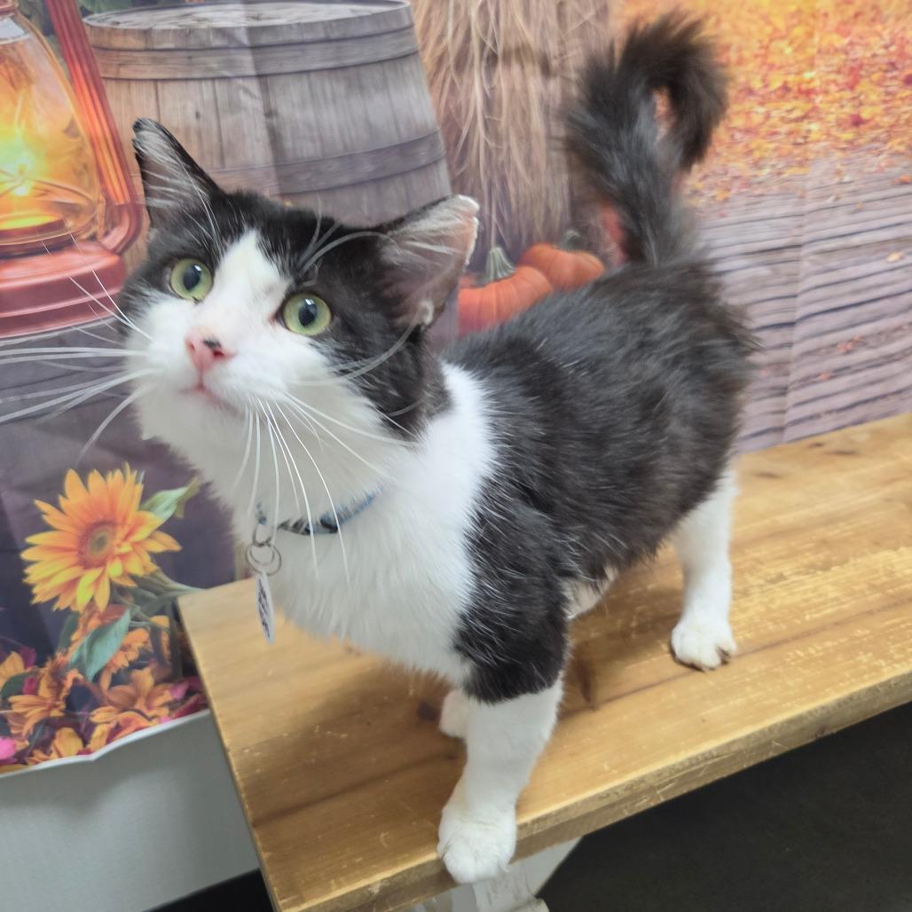 Gumby, Adoptable, Adult Male Domestic Medium Hair.