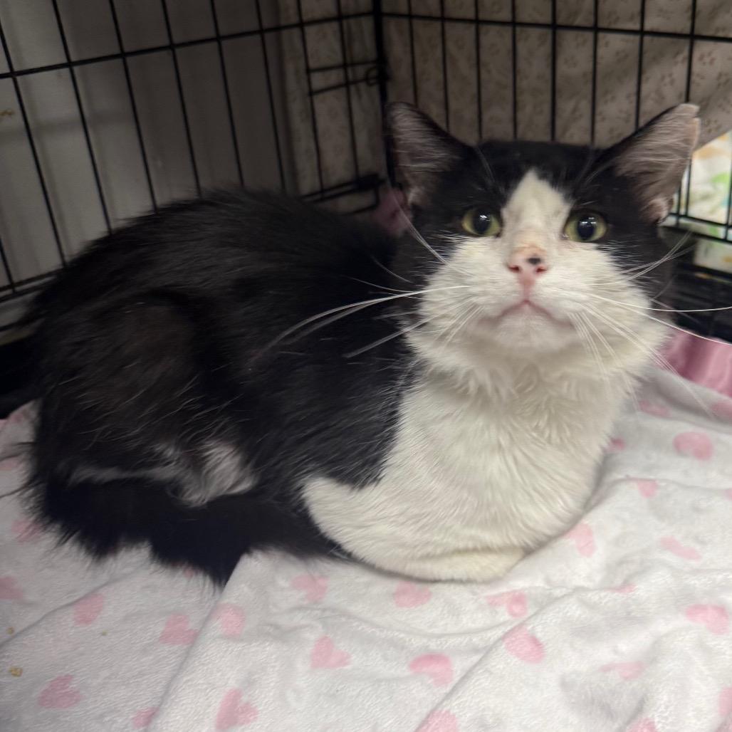 Enlarge Gumby, a Adoptable Domestic Medium Hair in Normal, IL image 2/6