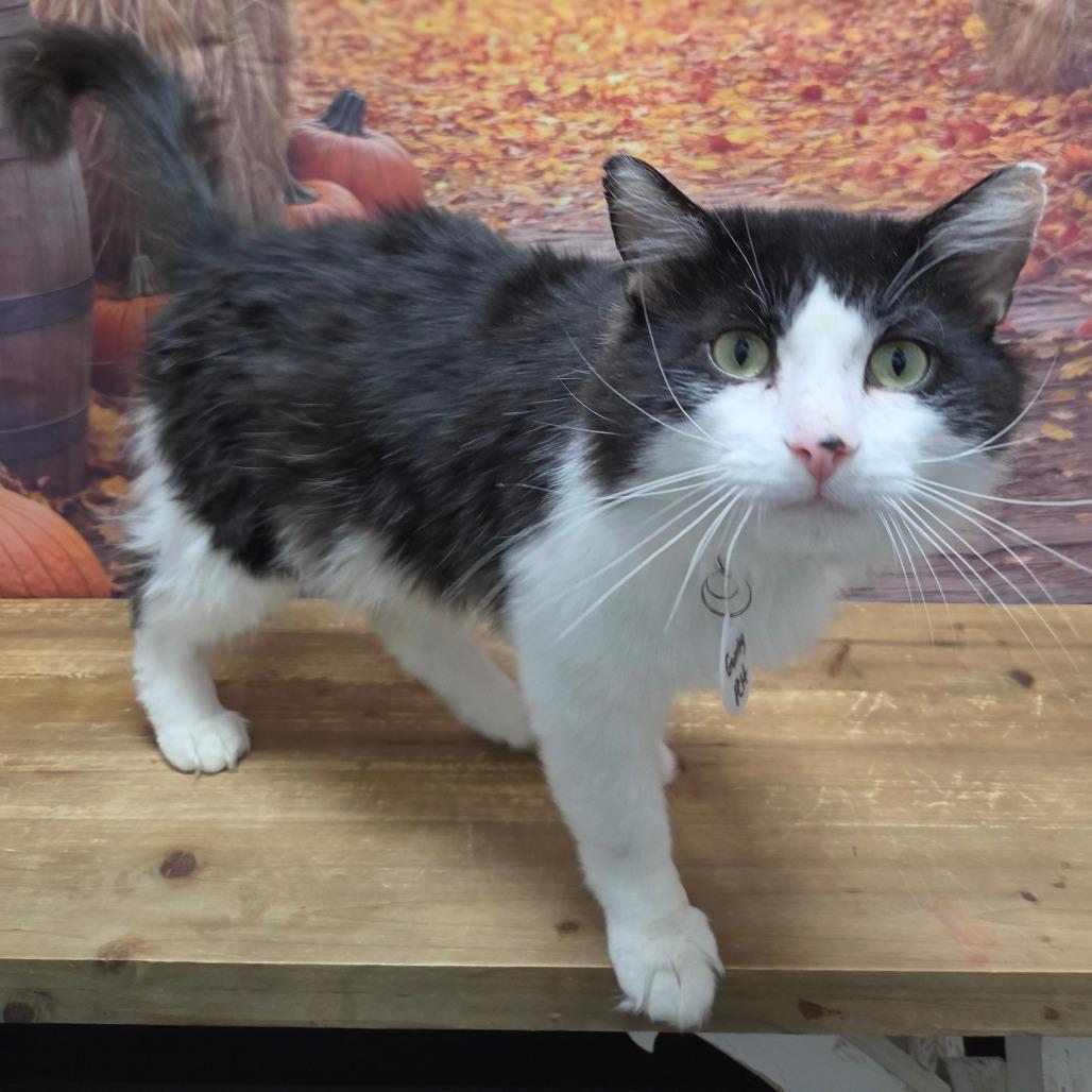 Enlarge Gumby, a Adoptable Domestic Medium Hair in Normal, IL image 3/6