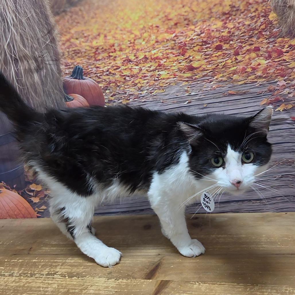 Enlarge Gumby, a Adoptable Domestic Medium Hair in Normal, IL image 4/6