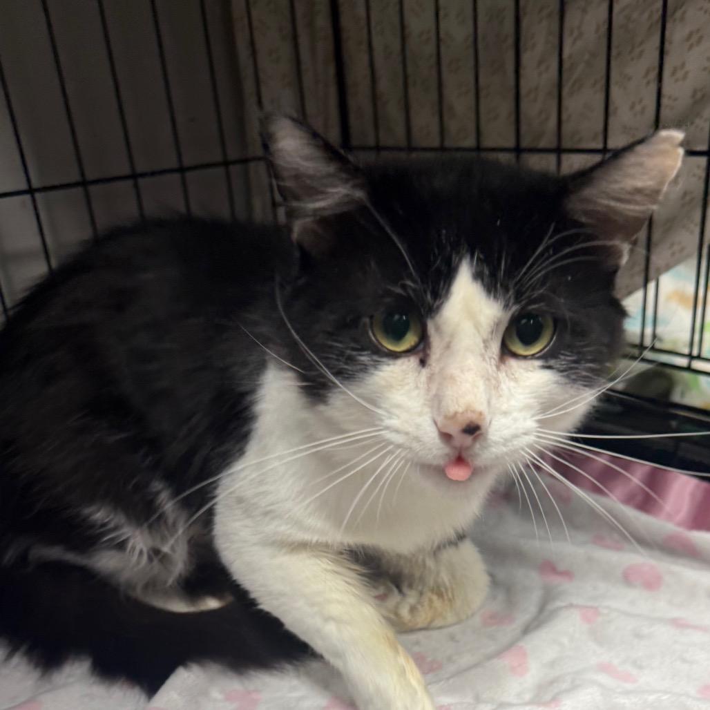 Enlarge Gumby, a Adoptable Domestic Medium Hair in Normal, IL image 5/6