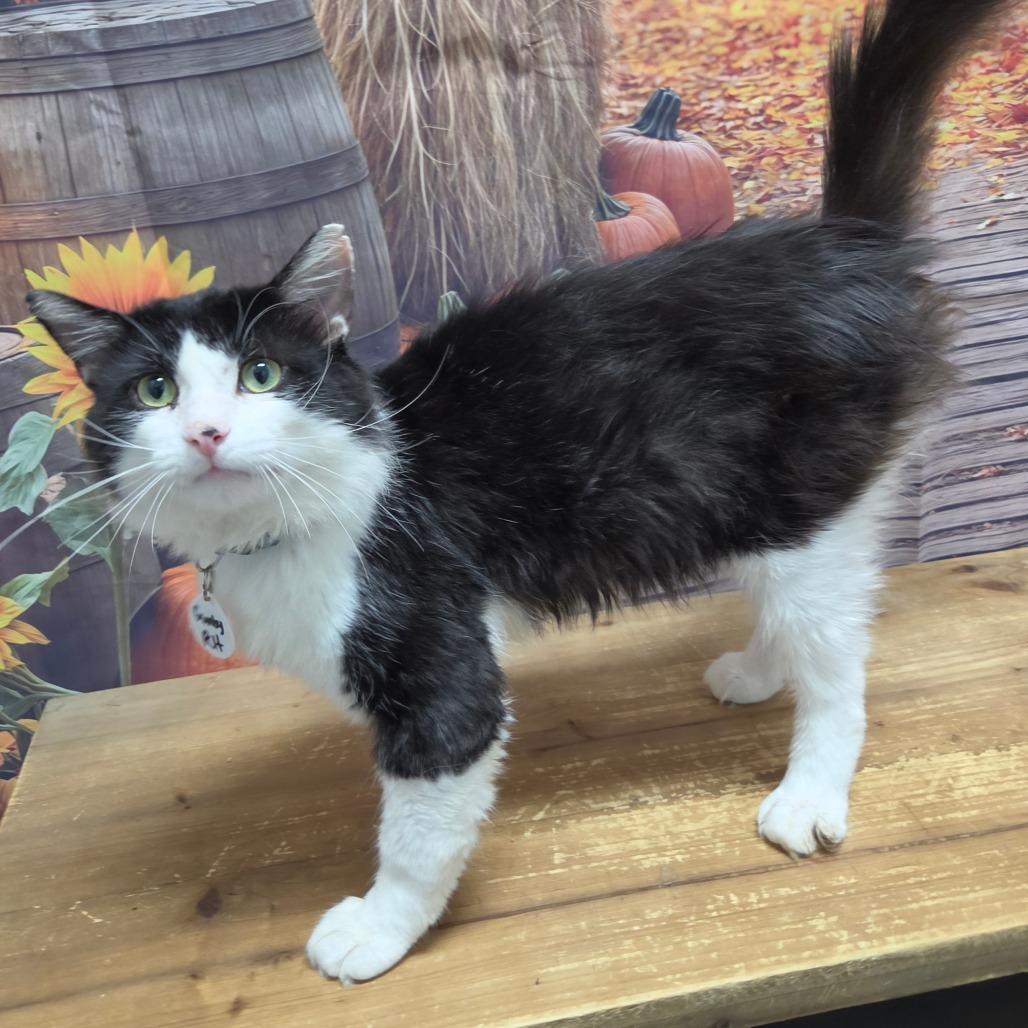 Enlarge Gumby, a Adoptable Domestic Medium Hair in Normal, IL image 6/6
