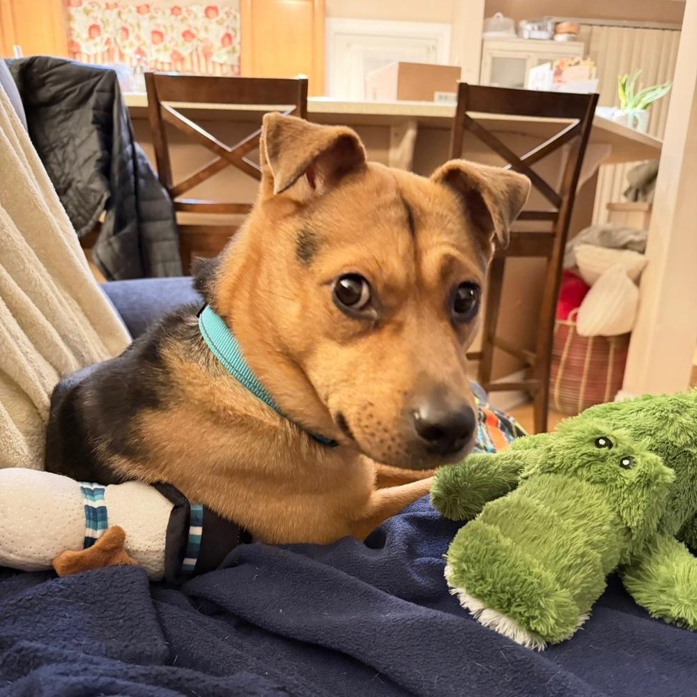 Daisy, Adoptable, Adult Female Shepherd.