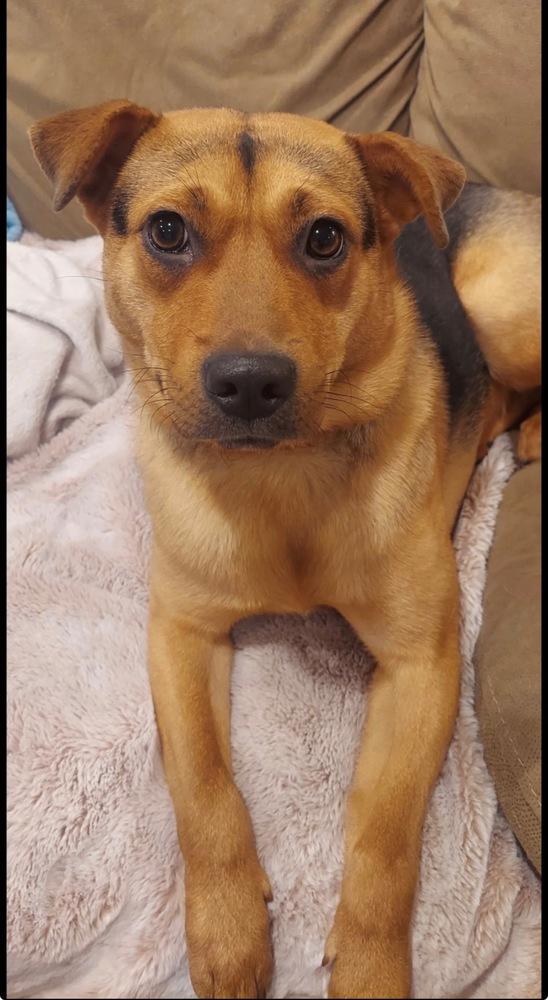 Enlarge Daisy, a Adoptable mixed breed in Scranton, PA image 2/5