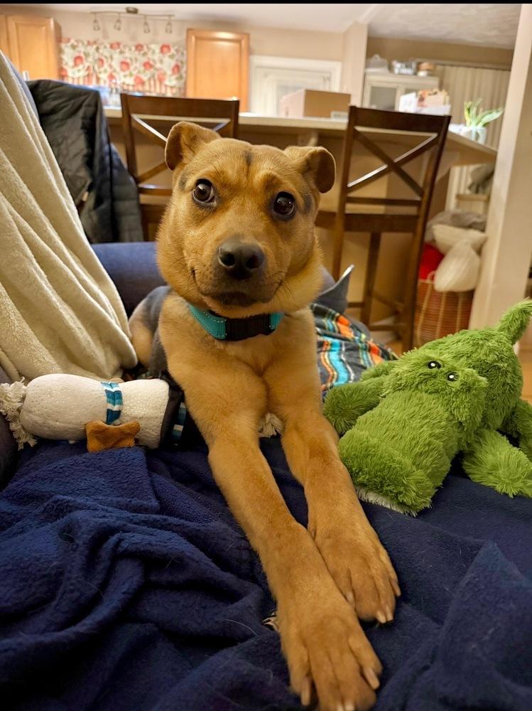 Enlarge Daisy, a Adoptable mixed breed in Scranton, PA image 5/5