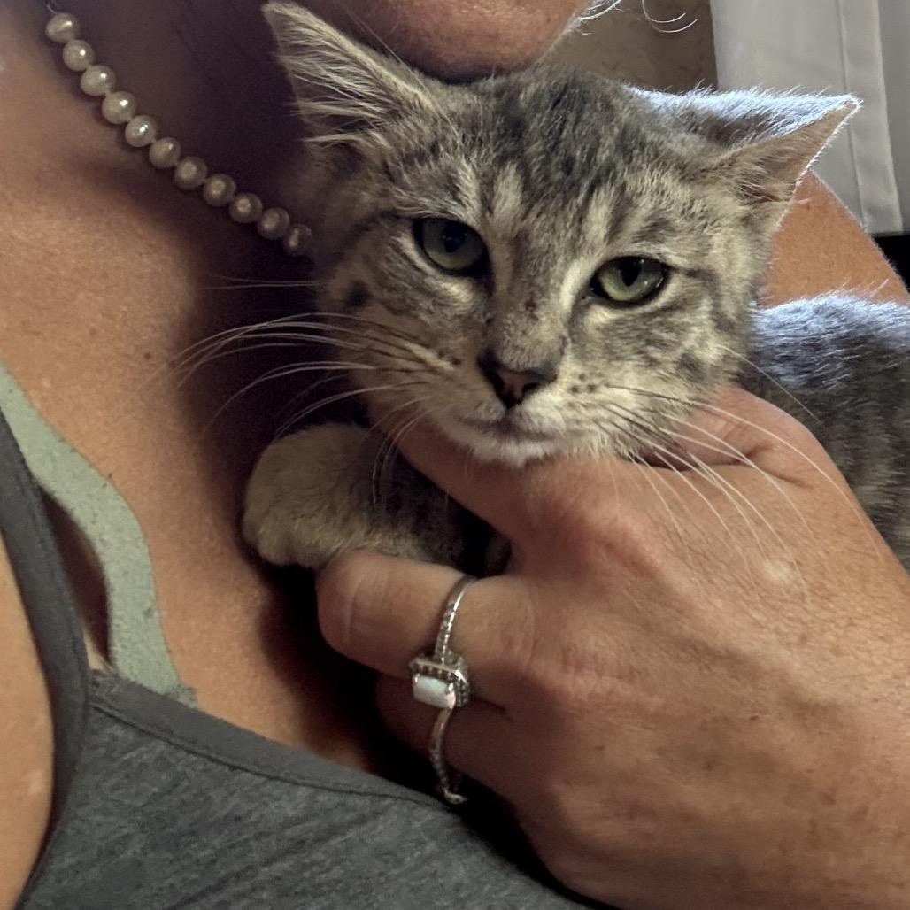 Georgie, Adoptable, Young Male Domestic Short Hair.