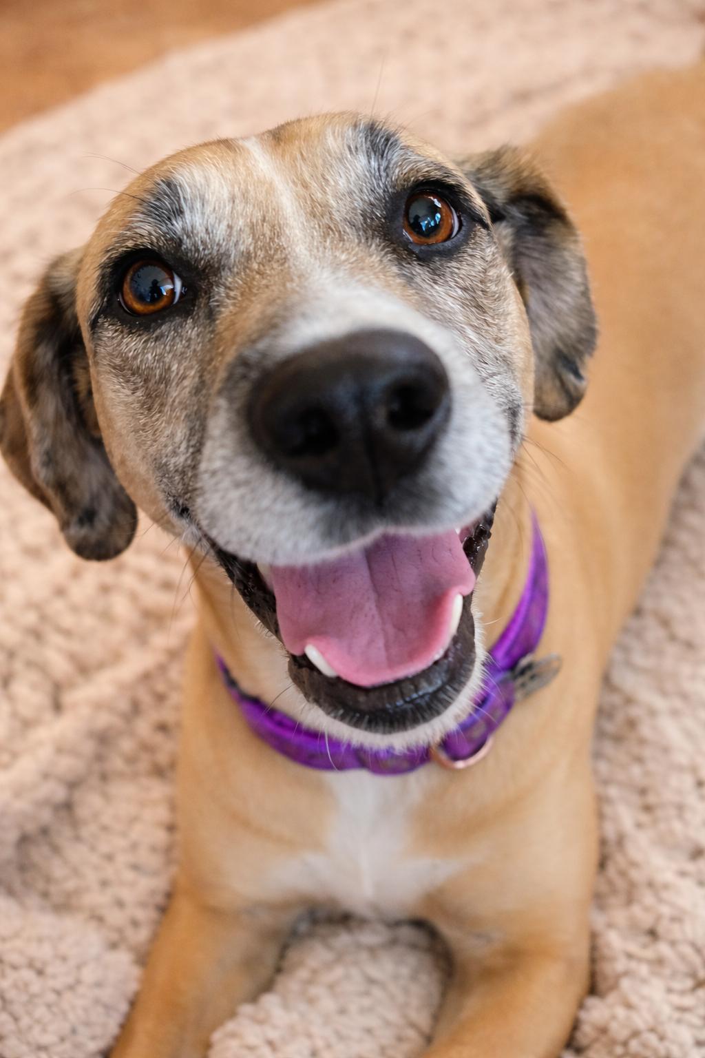 Enlarge Sandy, a Adoptable mixed breed in Coachella, CA image 1/4