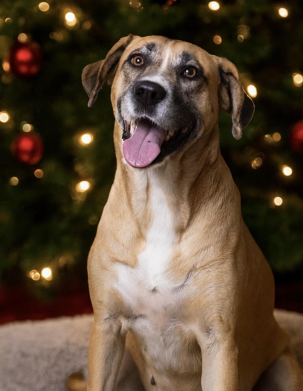 Enlarge Sandy, a Adoptable mixed breed in Coachella, CA image 1/1