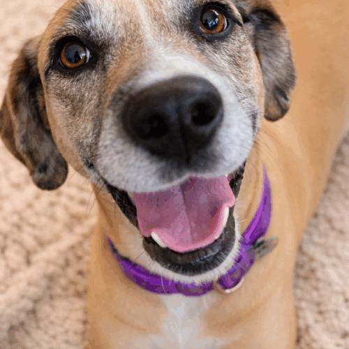 Sandy, Adoptable, Young Female Boxer & Shepherd.
