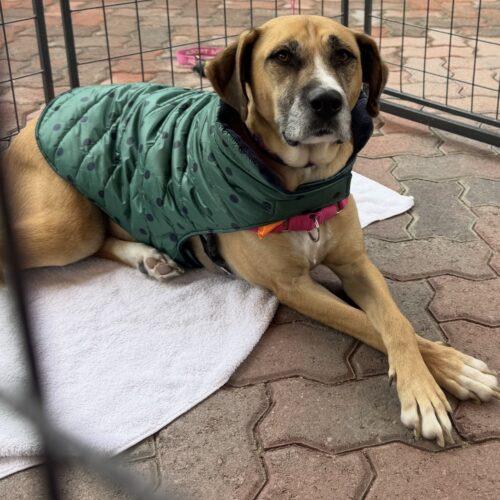 Enlarge Sandy, a Adoptable mixed breed in Coachella, CA image 3/5
