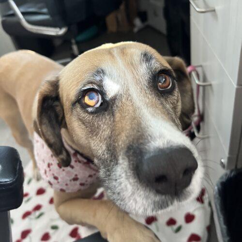 Enlarge Sandy, a Adoptable mixed breed in Coachella, CA image 5/5